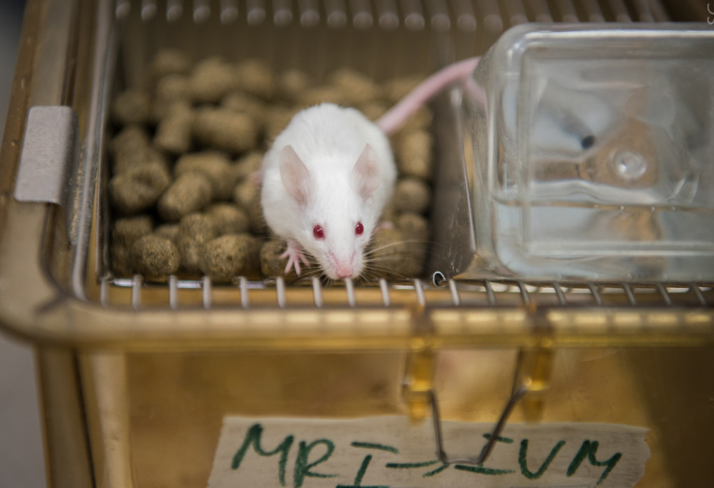 Наночастицы и нагрев вылечили рак кишечника у мышей