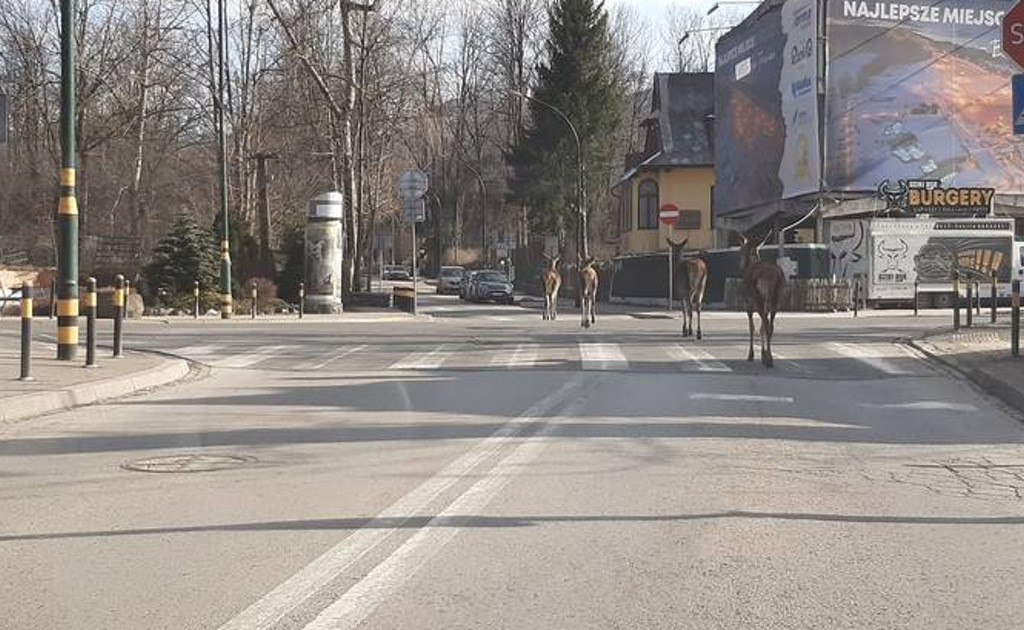 Города на карантине захватывают дикие звери (новые фото)