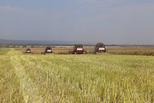 Аграрии Чеченской Республики планируют собрать в 2020 году рекордный урожай зерновых