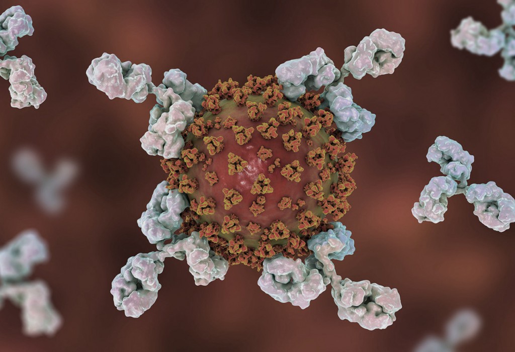 В организме детей одновременно обнаружили и SARS-CoV-2, и антитела к нему