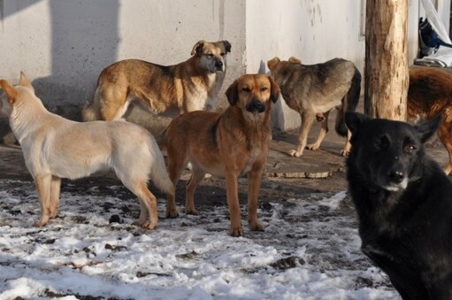 В Грозном проводят проверку по факту отлова бродячих животных