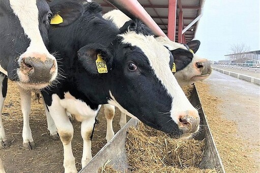 В ЧР численность поголовья крупного рогатого скота сократилась на 7,2 %