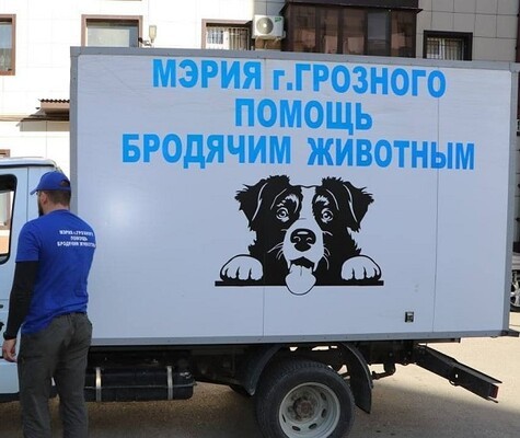 В Грозном создана служба по отлову бездомных животных