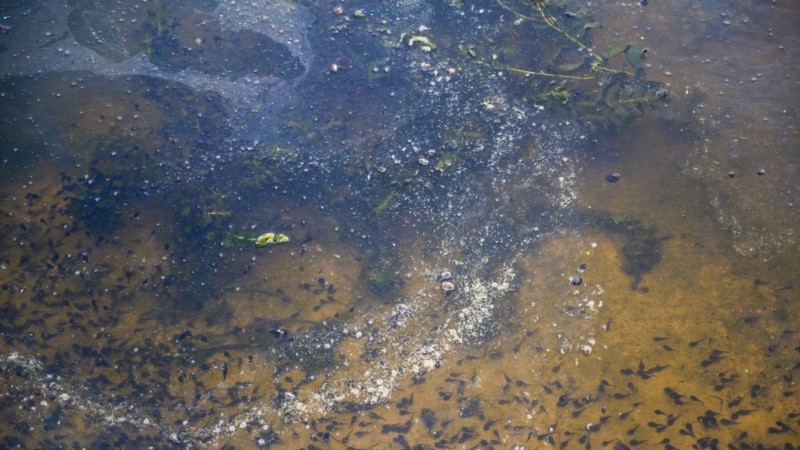 В Краснодарском озере массово погибла рыба