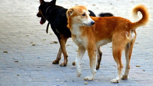 В поселках Ташкала и Бутенко Грозного наибольшее число бродячих собак