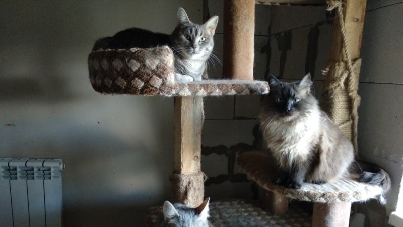 Приют для кошек в Грозном оказался на грани закрытия