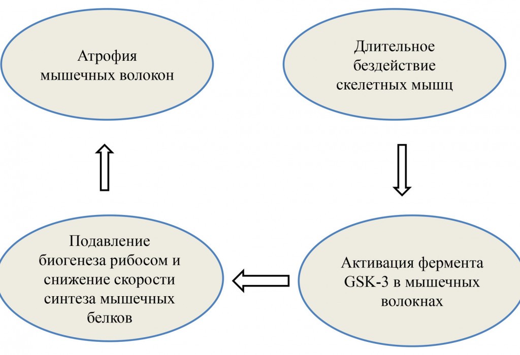 Ученые нашли способ борьбы с атрофией скелетных мышц