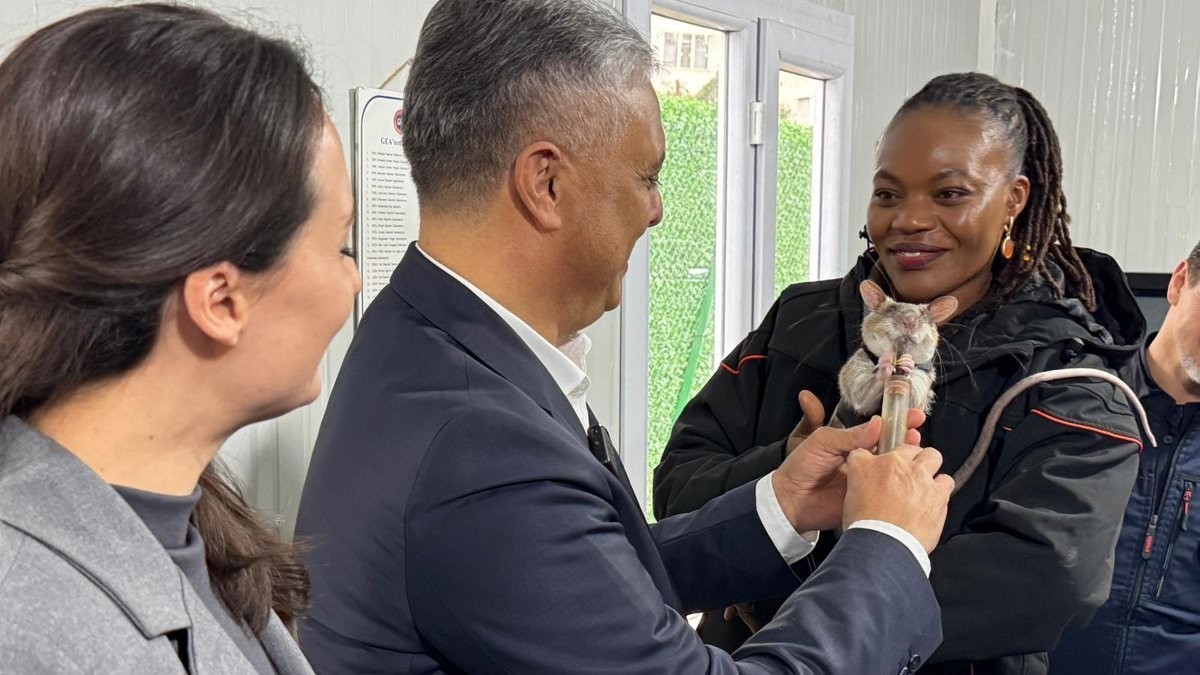 В Турции для участия в поисково-спасательных операциях обучают крыс