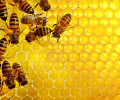 Мёд - злейший враг бактерий