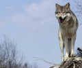 Кто и зачем истребляет волков на Северном Кавказе?