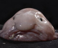 Рыба-капля (Blobfish)