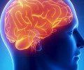 Ученые открыли неожиданную опасность алкоголя для мозга человека