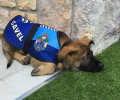 В Австралии пса исключили из полицейской академии за излишнее дружелюбие