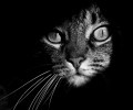Черно-белые фотки из жизни котэ