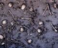 Археологическая сенсация: неизвестная битва бронзового века в Европе