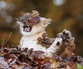 Львёнок vs. Осенние листья