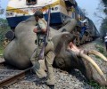 Поезд сбил слона рядом с индийским заповедником Букса