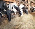 Темпы развития животноводства в ЧР позволят обеспечить республику собственной мясомолочной продукцией