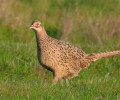 В Беное на волю выпустили более тысячи фазанов