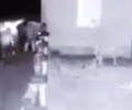 Боевики чеченского террориста с бензопилой напали на священное у ингушей дерево