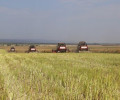Аграрии Чеченской Республики планируют собрать в 2020 году рекордный урожай зерновых