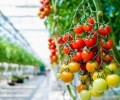 Чеченский агропарк привлечет 1,7 млрд рублей частных инвестиций до 2022 года