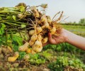 В Чеченской Республике разрабатывают технологию по выращиванию арахиса