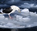 Ученые оценили масштабы таяния льда в Беринговом море
