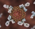 В организме детей одновременно обнаружили и SARS-CoV-2, и антитела к нему