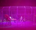 В Грозном дети погибших сотрудников Росгвардии посетили цирковое представление