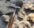 В ЧР проведут исследования по поиску неизученных видов древних существ