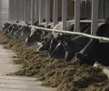 В Чеченской Республике возросло производство скота и птицы на убой