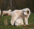 Из-за волков в Германии становится больше овчарок (фото)
