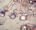 Биологи застали губок за передвижением по дну океана