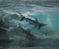 Ученые выяснили, как акулы реагируют на ураганы