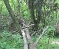 В лесах Чеченской Республики усилено патрулирование