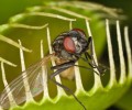 Жертвами нового Android-трояна FlyTrap стали 10 тысяч человек из более 140 стран