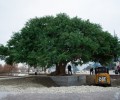 В Грозном установили копию дерева, под которым отдыхал Пророк Мухаммад