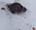 Около мечети в Елабуге спасли кошку, вмерзшую в лед