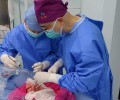 Хирурги впервые пересадили свиное легкое человеку