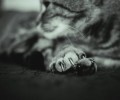 Удаление когтей сделало кошек чувствительнее к боли и усилило страдания от остеоартроза