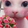 rosaceae95ahh