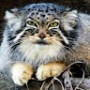 manul11imon