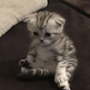 kittyywr.09