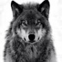 borz8tigr