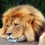 leonowoss2