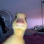 msshadowt