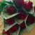 shahzoda89088877167