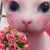 rosaceae95ahh
