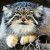 manul11imon